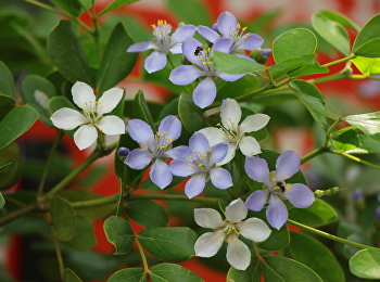 ดอกแก้วเจ้าจอม :
ดอกไม้สัญลักษณ์ประจำมหาวิทยาลัย