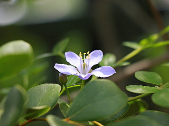 ดอกแก้วเจ้าจอม :
ดอกไม้สัญลักษณ์ประจำมหาวิทยาลัย